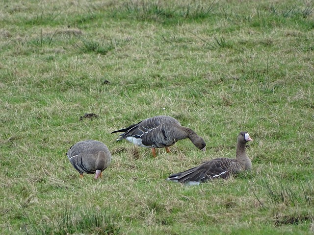 阵新疆男篮 阵新疆男篮