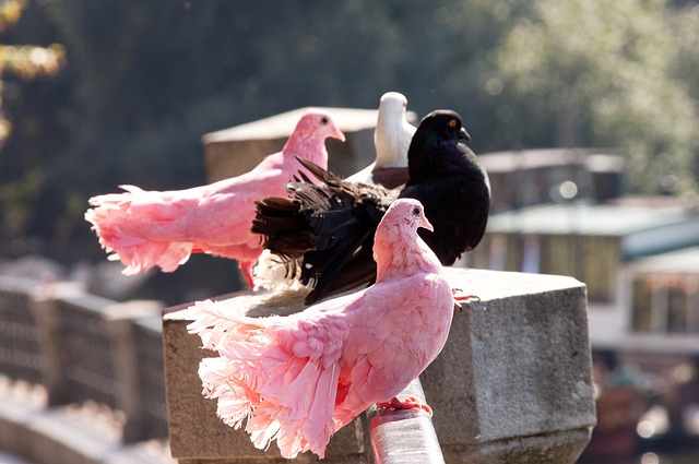 多中期未来 多中期未来
